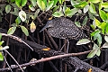 White-crested Tiger-Heron.20240121-_DSC6904