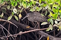 White-crested Tiger-Heron20240121-_DSC6871