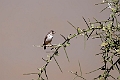 White-rumped Seedeater.20240106-_DSC4591