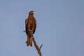 Yellow-billed Kite.20240119-_DSC6625