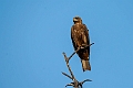 Yellow-billed Kite.20240119-_DSC6640