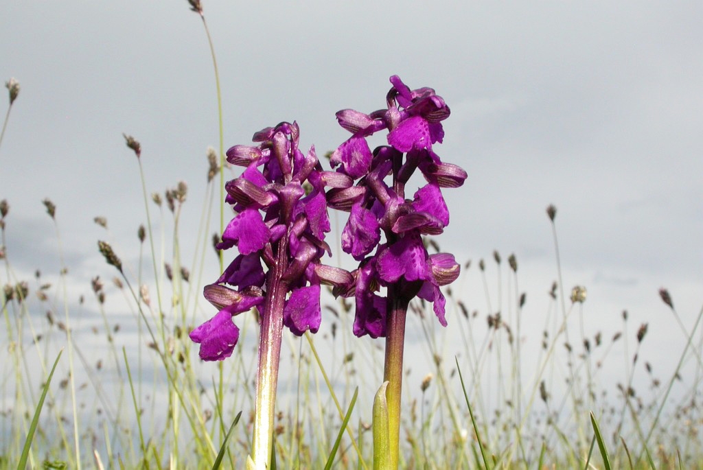 DSCN2836.JPG - Green-winged Orchid (Orchis mório) Salep-gøgeurt, Gotland 2004 Sweden.