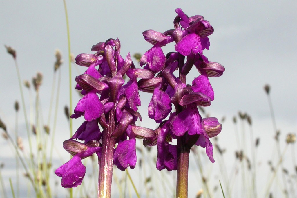 DSCN2838.JPG - Green-winged Orchid (Orchis mório) Salep-gøgeurt, Gotland 2004 Sweden.