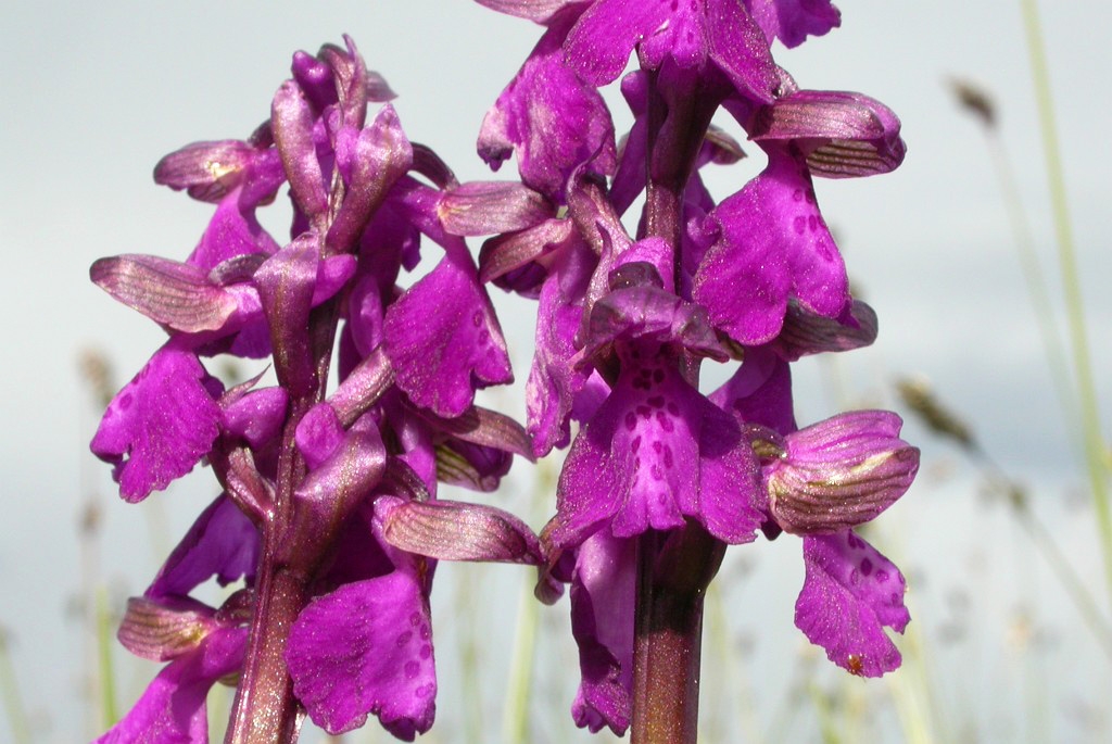 DSCN2840.JPG - Green-winged Orchid (Orchis mório) Salep-gøgeurt, Gotland 2004 Sweden.