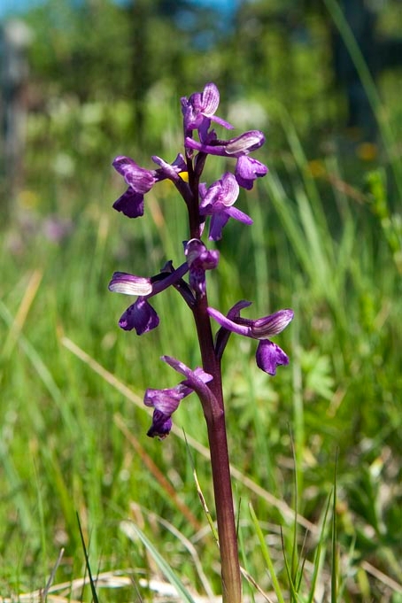 Salep-gøgeurt.20110604_7561.jpg