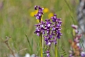 Salep gøgeurt.20170604_7738