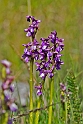 Salep gøgeurt.20170604_7744