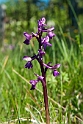 Salep-gøgeurt.20110604_7561