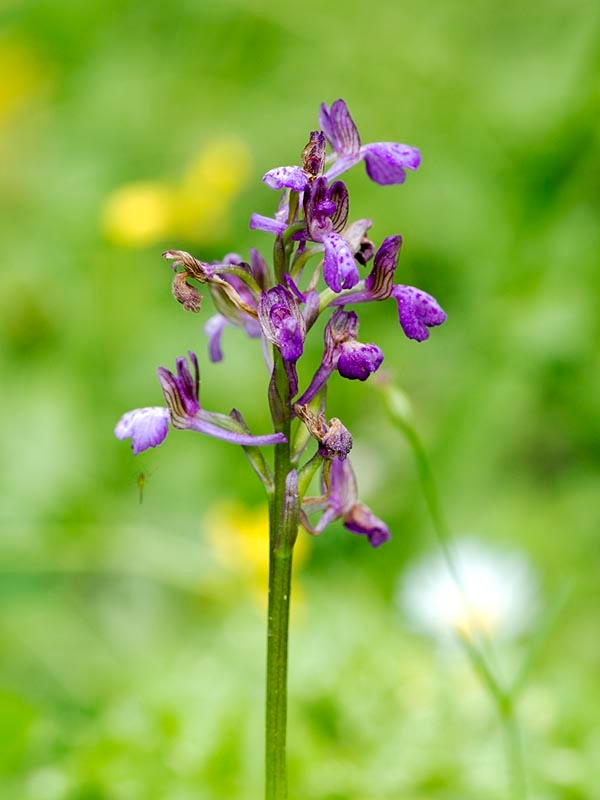 Orchis morio picta_DSC7377.jpg