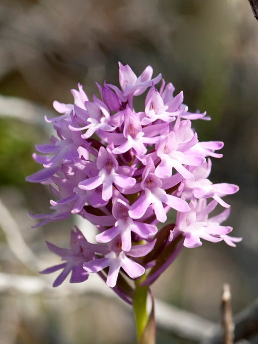 Horndrager.01maj2008_1158.jpg - Pyramidal Orchid (Anacámptis pyramidális) Horndrager, Cyprus 2009.