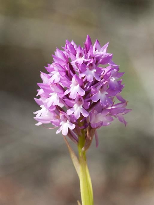 Horndrager.01maj2008_1159.jpg - Pyramidal Orchid (Anacámptis pyramidális) Horndrager, Cyprus 2009.