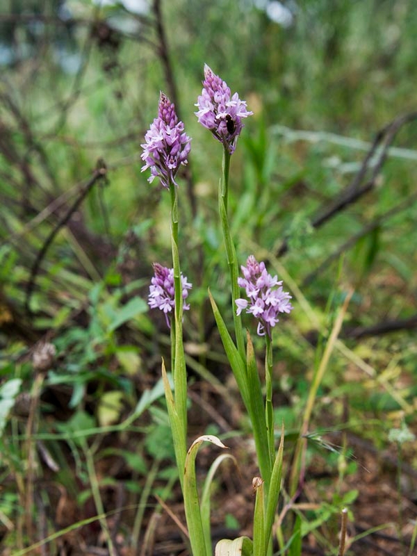 Horndrager_DSC7450.jpg
