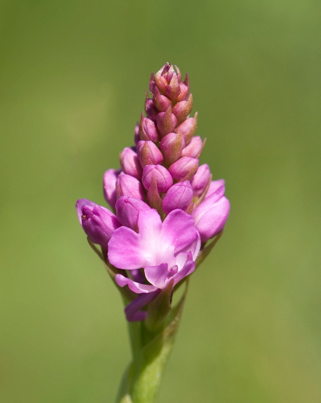 Horndrager_SWE5302.jpg - Pyramidal Orchid (Anacámptis pyramidális) Horndrager, Sweden 2008.