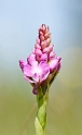 Horndrager_SWE5305