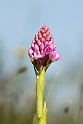 Horndrager_SWE5315