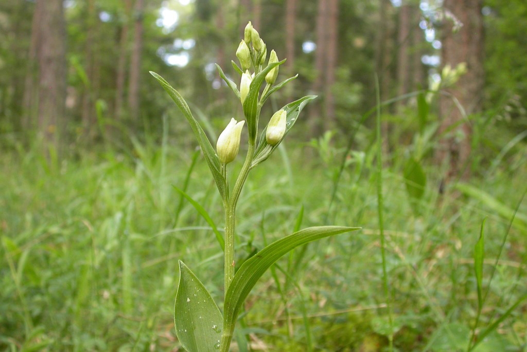 DSCN3622.JPG - White Helleborine (Cephalanthéra damasónium), Hvidgul skovlilje, Gotland Sweden.