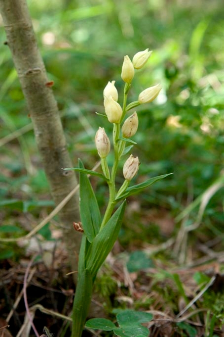 Hvidgul skovlilje.20110621_8210.jpg