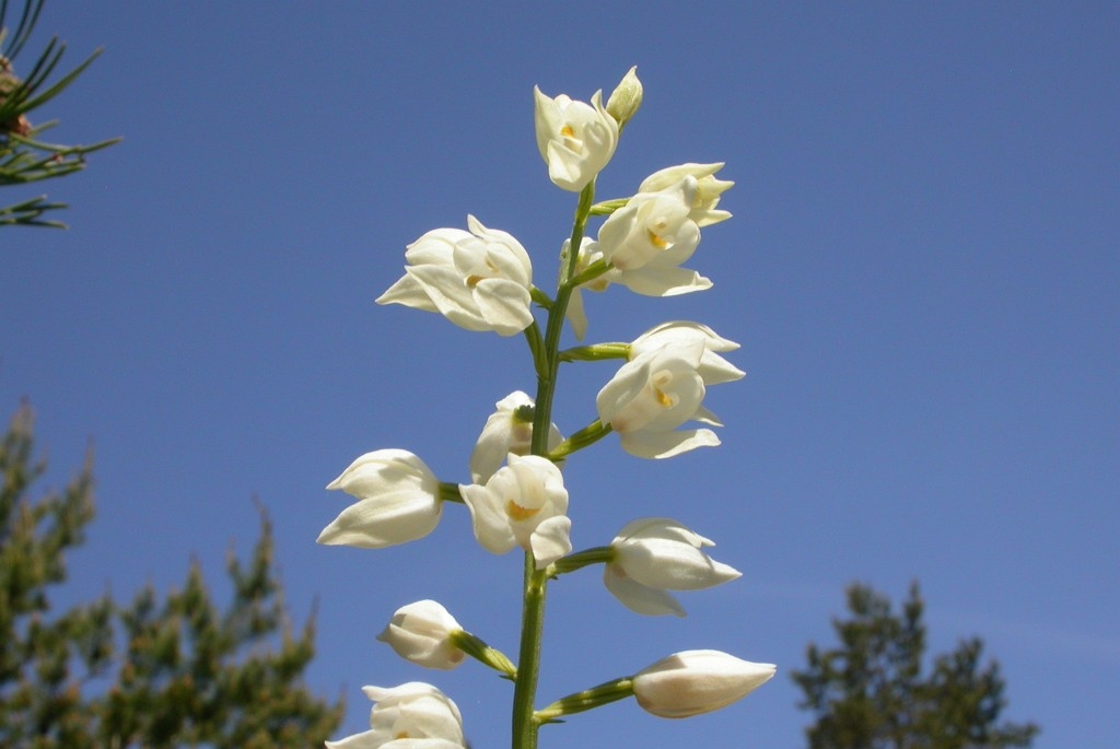 DSCN3279.JPG - Narrow-leaved Helleborine (Cephalanthéra longifólia) Sværd-skovlilje, Sweden.