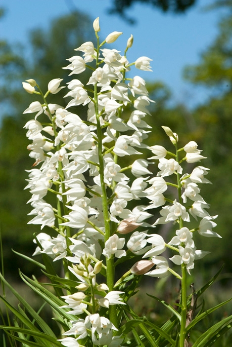 Svardskovlilje.200901jun_0801.jpg - Narrow-leaved Helleborine (Cephalanthéra longifólia) Sværd-skovlilje, Sweden.