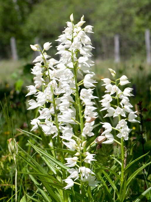 Svardskovlilje.200901jun_0802.jpg - Narrow-leaved Helleborine (Cephalanthéra longifólia) Sværd-skovlilje, Sweden.