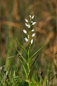 Svær-skovlilje.20170604_7727