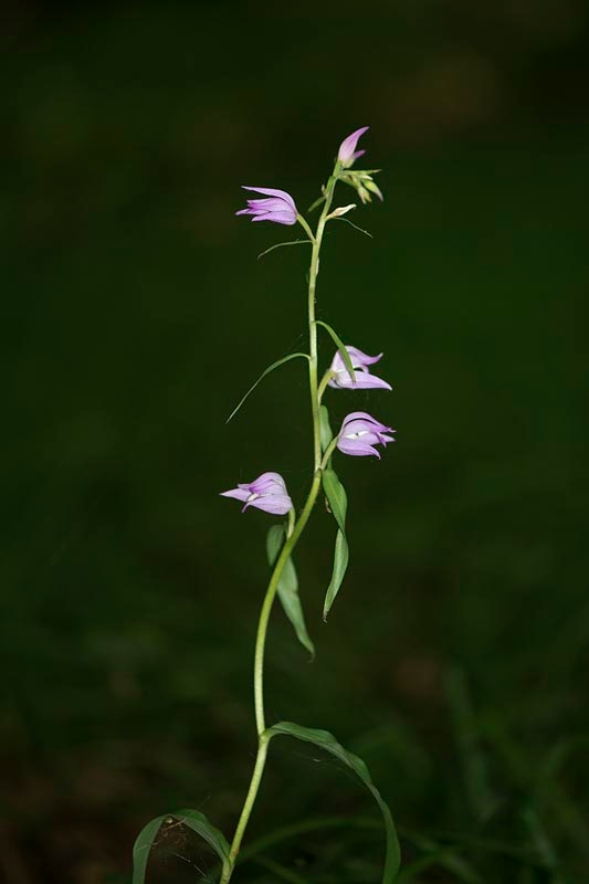 Rød skovlilje.20140628_5789.jpg