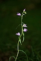 Rød skovlilje.20140628_5789