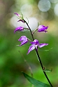 Rød skovlilje.20140628_5804
