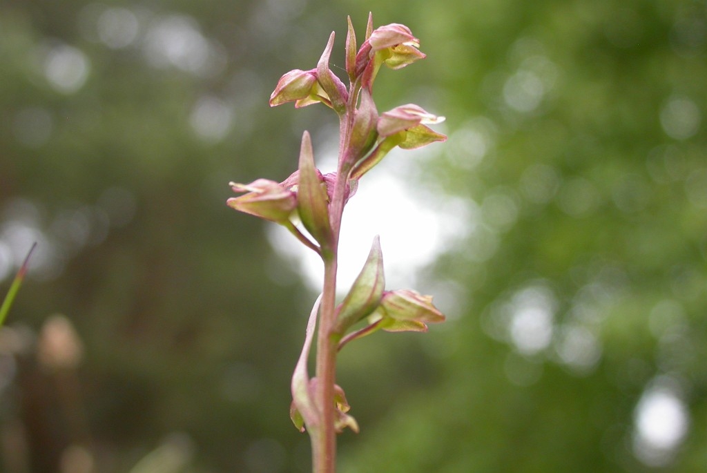 DSCN3598.JPG - Hartman Frog Orchid (Coeloglóssum víride) Poselæbe, Gotland 2004 Sweden.
