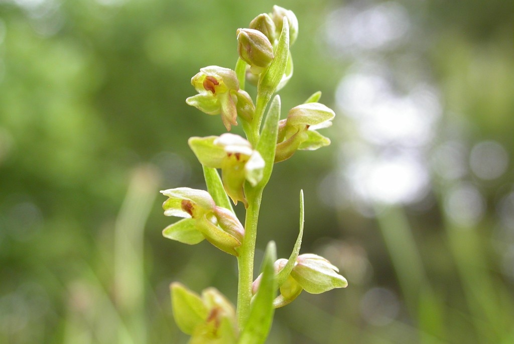 DSCN3600.JPG - Hartman Frog Orchid (Coeloglóssum víride) Poselæbe, Gotland 2004 Sweden.