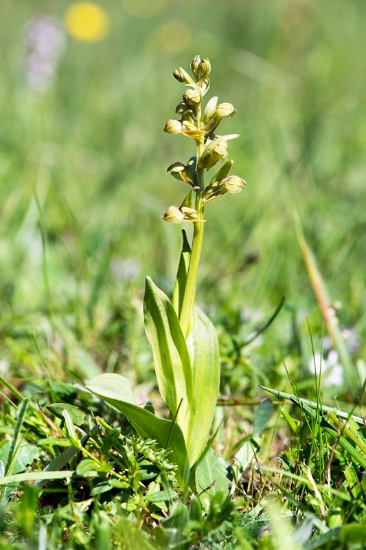 Poselæbe_DSC8670_20130604.jpg