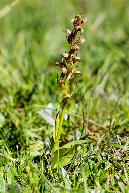 Poselæbe_DSC8671_20130604.jpg