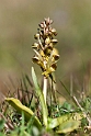 Poselæbe.20110529_7349