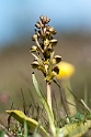 Poselæbe.20110529_7353