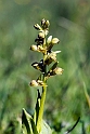 Poselæbe_DSC8668_20130604