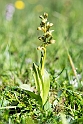 Poselæbe_DSC8670_20130604