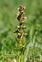 Poselæbe_DSC8684_20130604