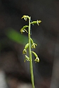 Koralrod_DSC8393_20130602