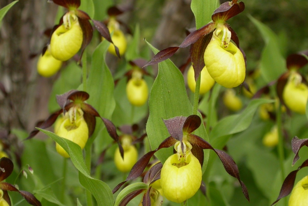 DSCN3407.JPG - Lady Slipper Orchid (Cypripédium calcéolus) Fruesko, Gotland 2004 Sweden.