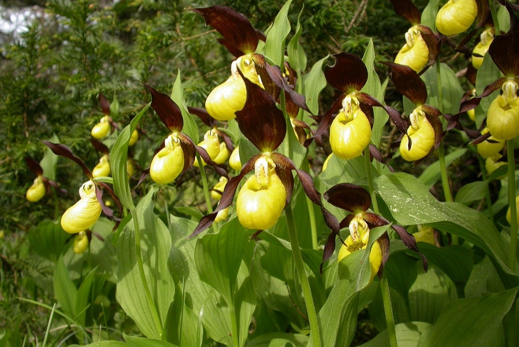 DSCN3418.JPG - Lady Slipper Orchid (Cypripédium calcéolus) Fruesko, Gotland 2004 Sweden.