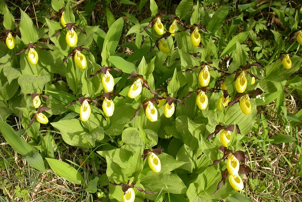 DSCN3420.JPG - Lady Slipper Orchid (Cypripédium calcéolus) Fruesko, Gotland 2004 Sweden.