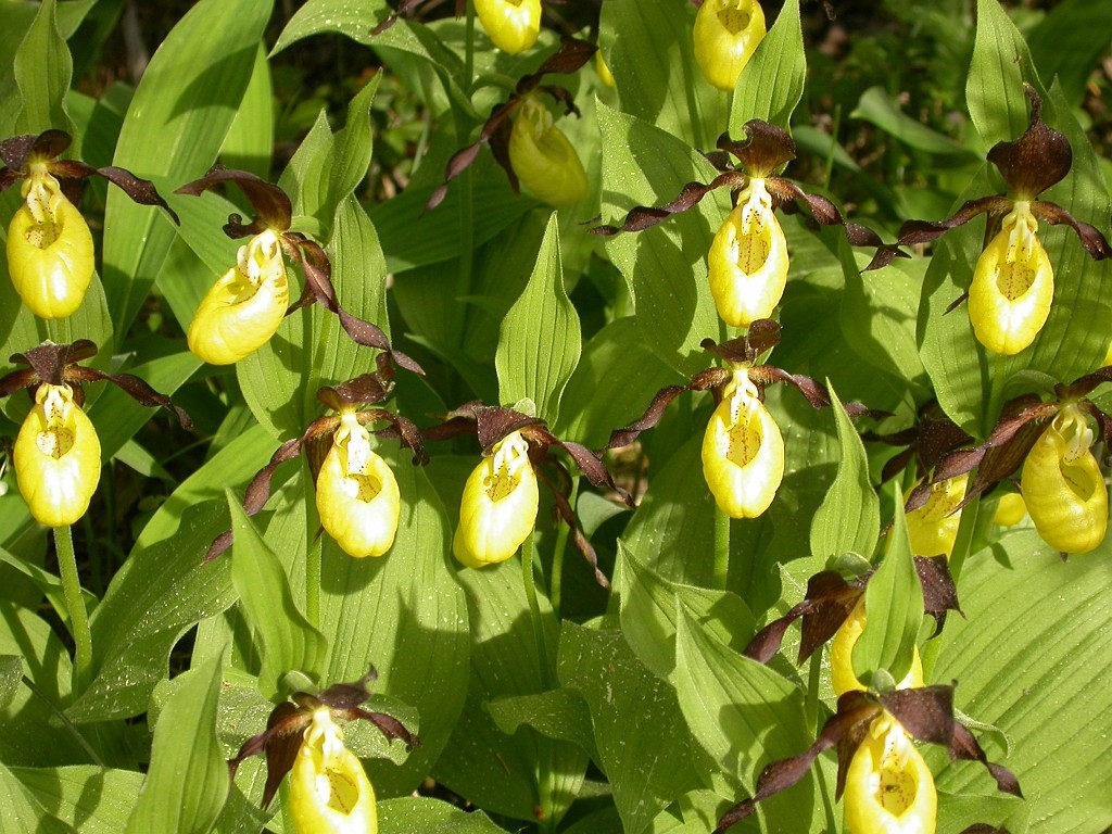 DSCN3440.JPG - Lady Slipper Orchid (Cypripédium calcéolus) Fruesko, Gotland 2004 Sweden.