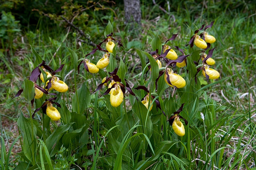 Fruesko.201201jun_5100.jpg
