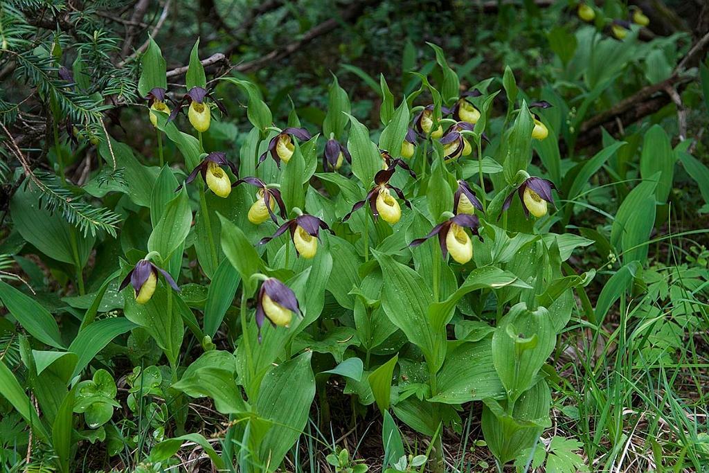 Fruesko.201201jun_5119.jpg