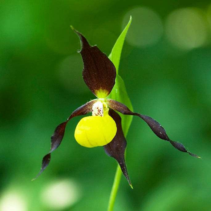 Fruesko.29maj2009_2252.jpg - Lady Slipper Orchid (Cypripédium calcéolus) Fruesko, Öland Sweden.