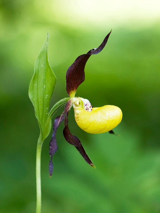 Fruesko.29maj2009_2257.jpg - Lady Slipper Orchid (Cypripédium calcéolus) Fruesko, Öland Sweden.