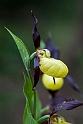 FRuesko.201201jun_5080