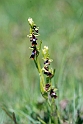 Flueblomst.20130605_3232