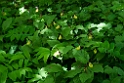 Fruesko.20110604_7593