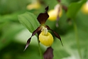 Fruesko.20110604_7597